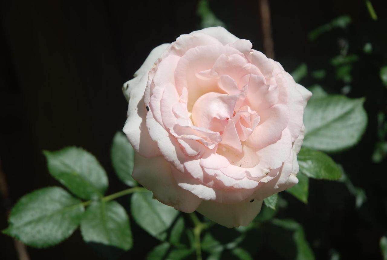 Rose Garden Mezzanine Giverny Exterior foto